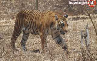 Бенгальский тигр — описание, среда обитания, образ жизни