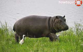 Бегемот — описание, среда обитания, образ жизни