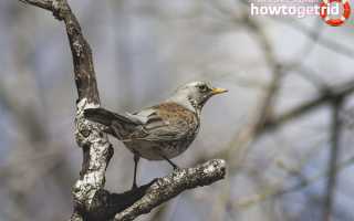 Дрозд-рябинник — описание, среда обитания, интересные факты