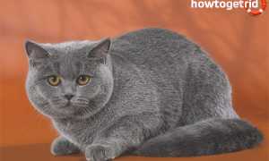 Британская короткошерстная кошка — описание породы