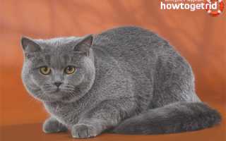 Британская короткошерстная кошка — описание породы