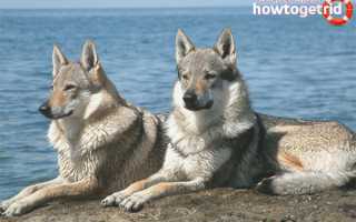 Чехословацкий влчак — описание породы и характер собаки