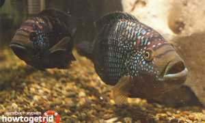 Цихлазома восьмиполосая — уход и содержание в аквариуме