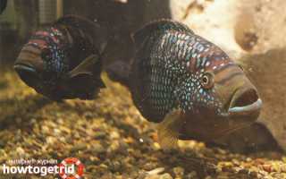 Цихлазома восьмиполосая — уход и содержание в аквариуме