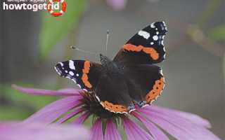 Бабочка адмирал — описание, среда обитания, виды