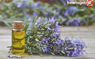 Эфирное масло розмарина — свойства и применение