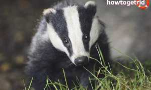 Барсук — описание, среда обитания, образ жизни