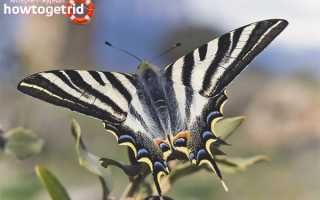 Бабочка подалирий — описание, среда обитания, виды