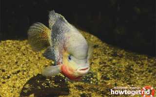 Цихлазома радужная — уход и содержание в аквариуме