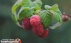 Чай из листьев малины — польза и вред