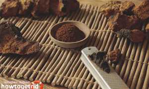 Чага — лечебные свойства и противопоказания