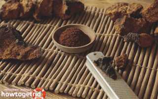 Чага — лечебные свойства и противопоказания