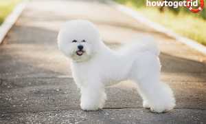 Бишон фризе — описание породы и характер собаки