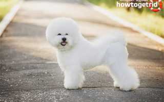 Бишон фризе — описание породы и характер собаки