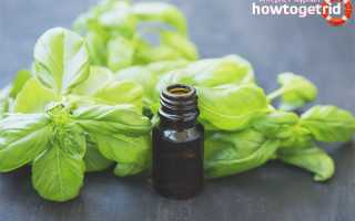 Эфирное масло базилика — свойства и применение