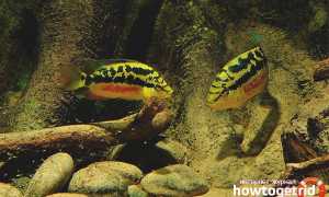 Цихлазома сальвини — уход и содержание в аквариуме