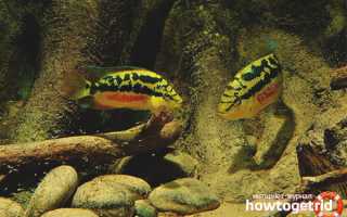 Цихлазома сальвини — уход и содержание в аквариуме