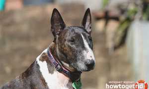 Бультерьер — описание породы и характер собаки