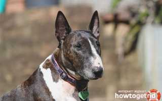 Бультерьер — описание породы и характер собаки