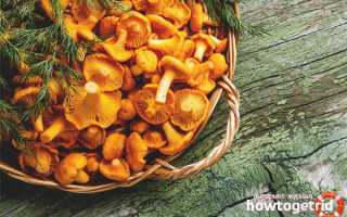 Чем полезны грибы лисички