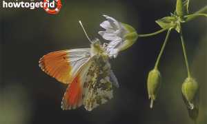 Бабочка зорька — описание, среда обитания, виды