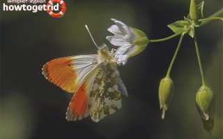 Бабочка зорька — описание, среда обитания, виды