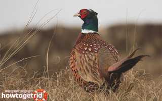 Фазан — описание, среда обитания, интересные факты