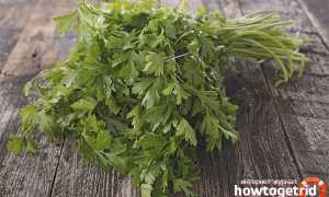 Чем полезна петрушка для женщин и мужчин