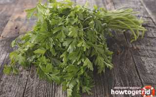 Чем полезна петрушка для женщин и мужчин