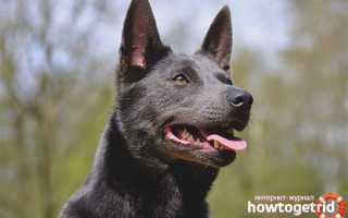 Австралийский келпи — описание породы и характер собаки