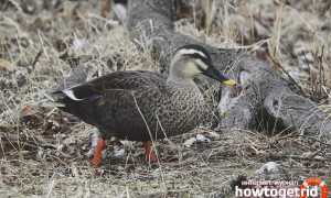 Чёрная кряква — описание, среда обитания, интересные факты