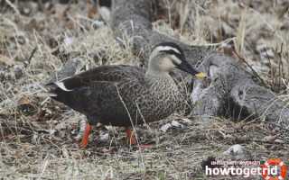 Чёрная кряква — описание, среда обитания, интересные факты