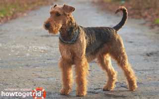 Эрдельтерьер — описание породы и характер собаки