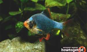 Барбус мшистый — уход и содержание в аквариуме