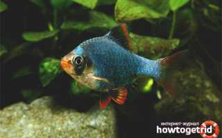 Барбус мшистый — уход и содержание в аквариуме