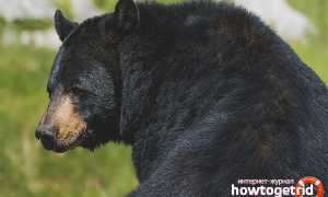 Барибал — описание, среда обитания, образ жизни