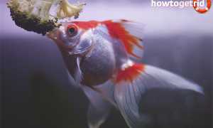 Аквариумная рыбка вуалехвост — уход и содержание