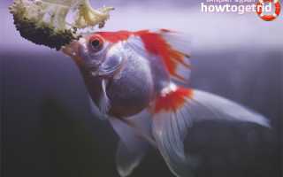 Аквариумная рыбка вуалехвост — уход и содержание