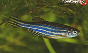 Данио рерио — уход и содержание в аквариуме