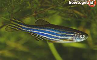 Данио рерио — уход и содержание в аквариуме