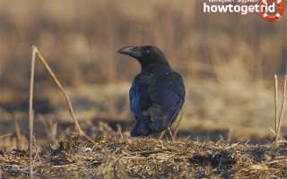 Большеклювая ворона — описание, среда обитания, интересные факты