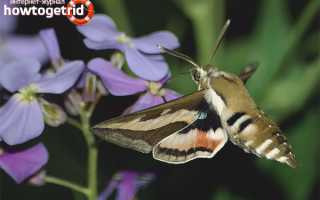 Бабочка бражник — описание, среда обитания, виды