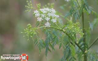 Болиголов — лечебные свойства и противопоказания