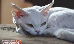 Девон рекс — описание породы и характер кошки