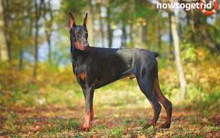Доберман — описание породы и характер собаки