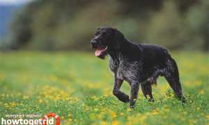 Дратхаар — описание породы и характер собаки