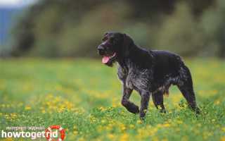 Дратхаар — описание породы и характер собаки