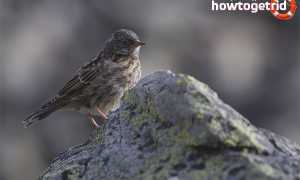 Альпийская завирушка — описание, среда обитания