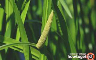 Аир болотный — лечебные свойства и противопоказания