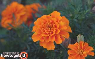 Бархатцы — лечебные свойства и противопоказания